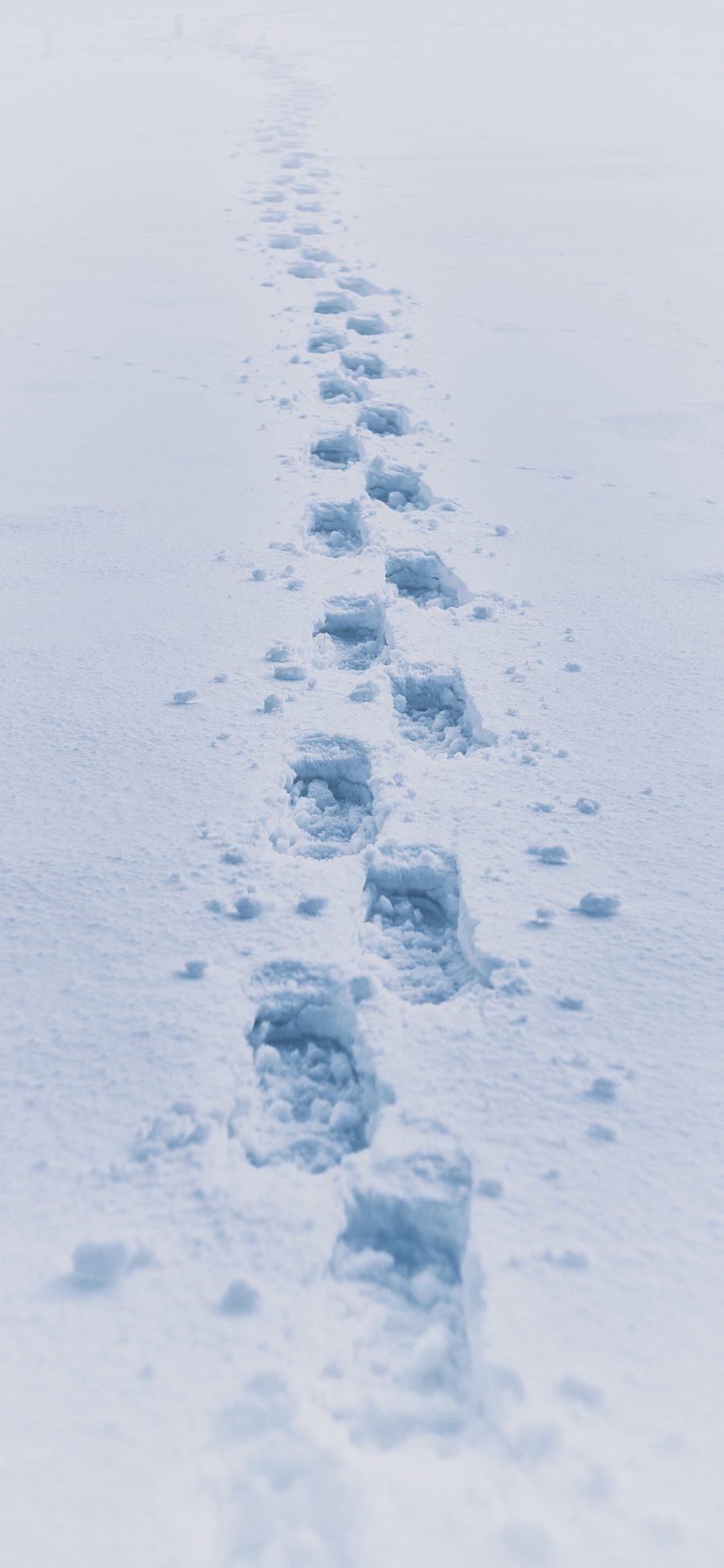 [2436×1125]雪地 白雪覆盖 脚印 连串 苹果手机壁纸图片