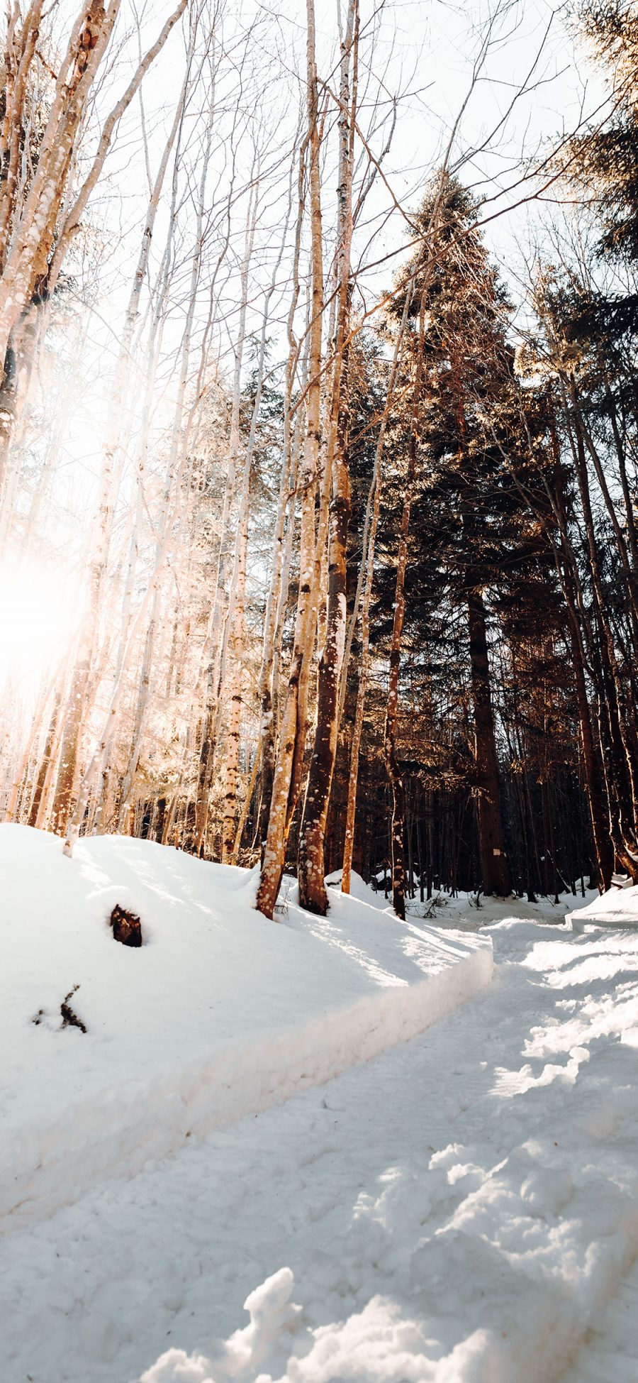 [2436×1125]雪地 风景 树木 阳光 冬季 苹果手机壁纸图片