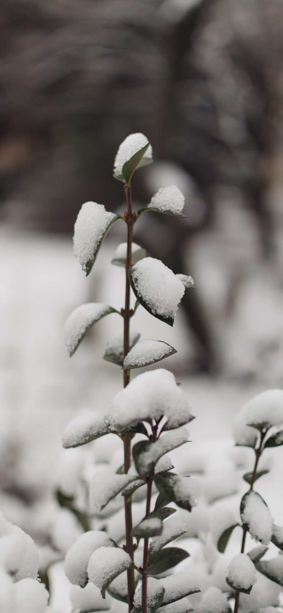 [2436×1125]雪季 冰雪 绿植 覆盖 苹果手机壁纸图片