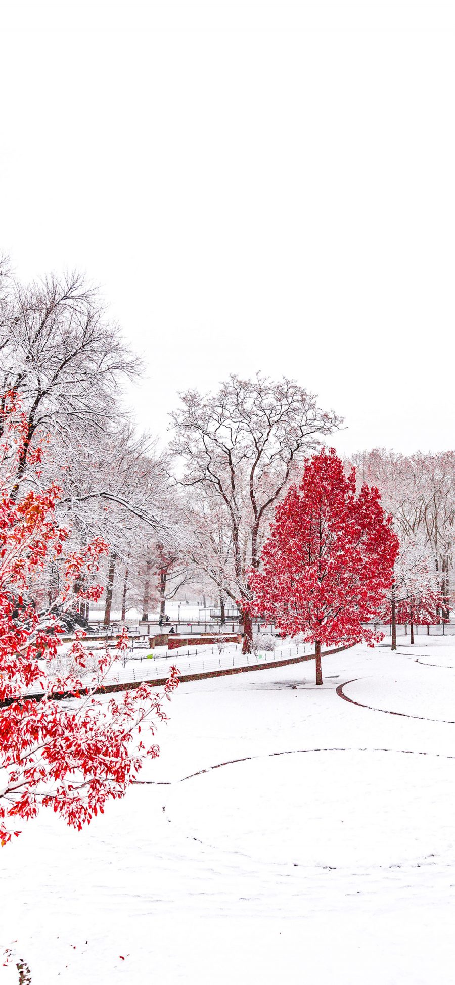 [2436×1125]雪景 白雪覆盖 树木 红色叶子 苹果手机壁纸图片