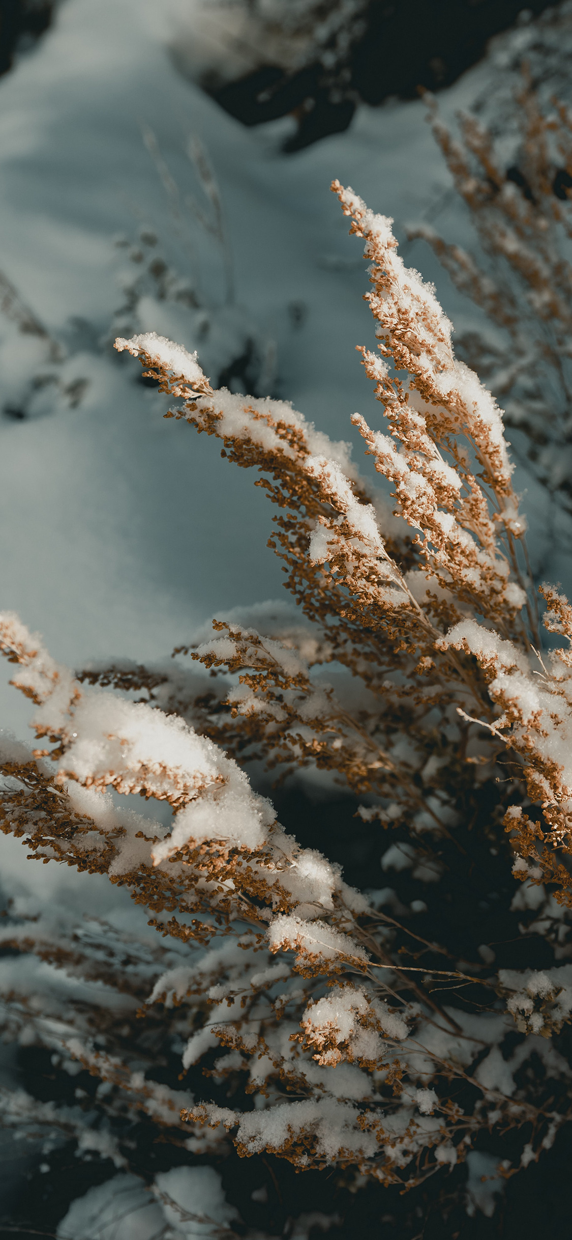 [2436×1125]雪花 霜花 枯草 雪季 苹果手机壁纸图片
