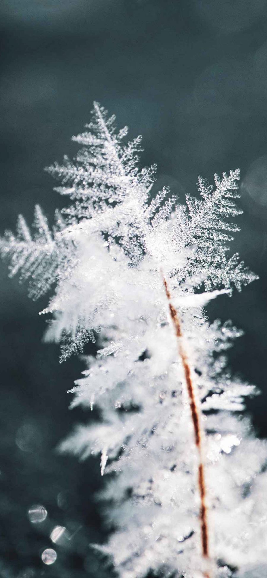 [2436×1125]雾凇 冰晶 雪花 树枝 苹果手机壁纸图片