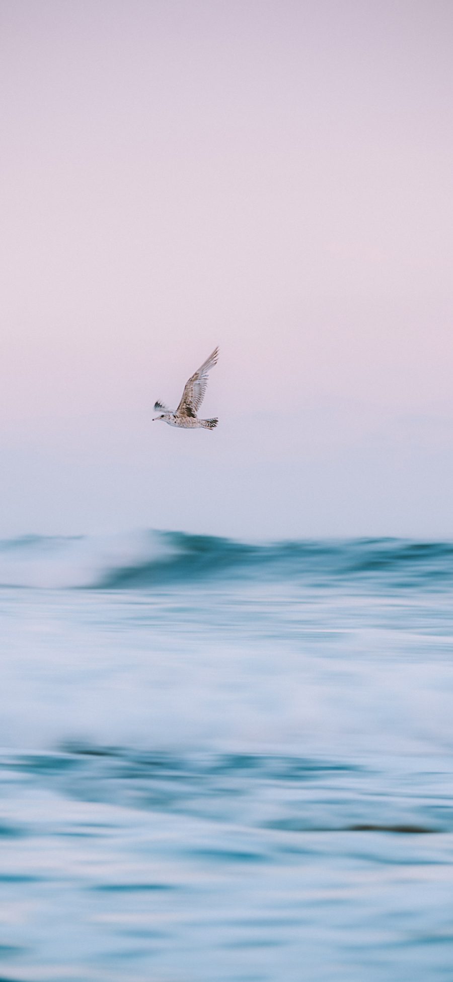 [2436×1125]飞鸟 海平面 大海 自然 苹果手机壁纸图片