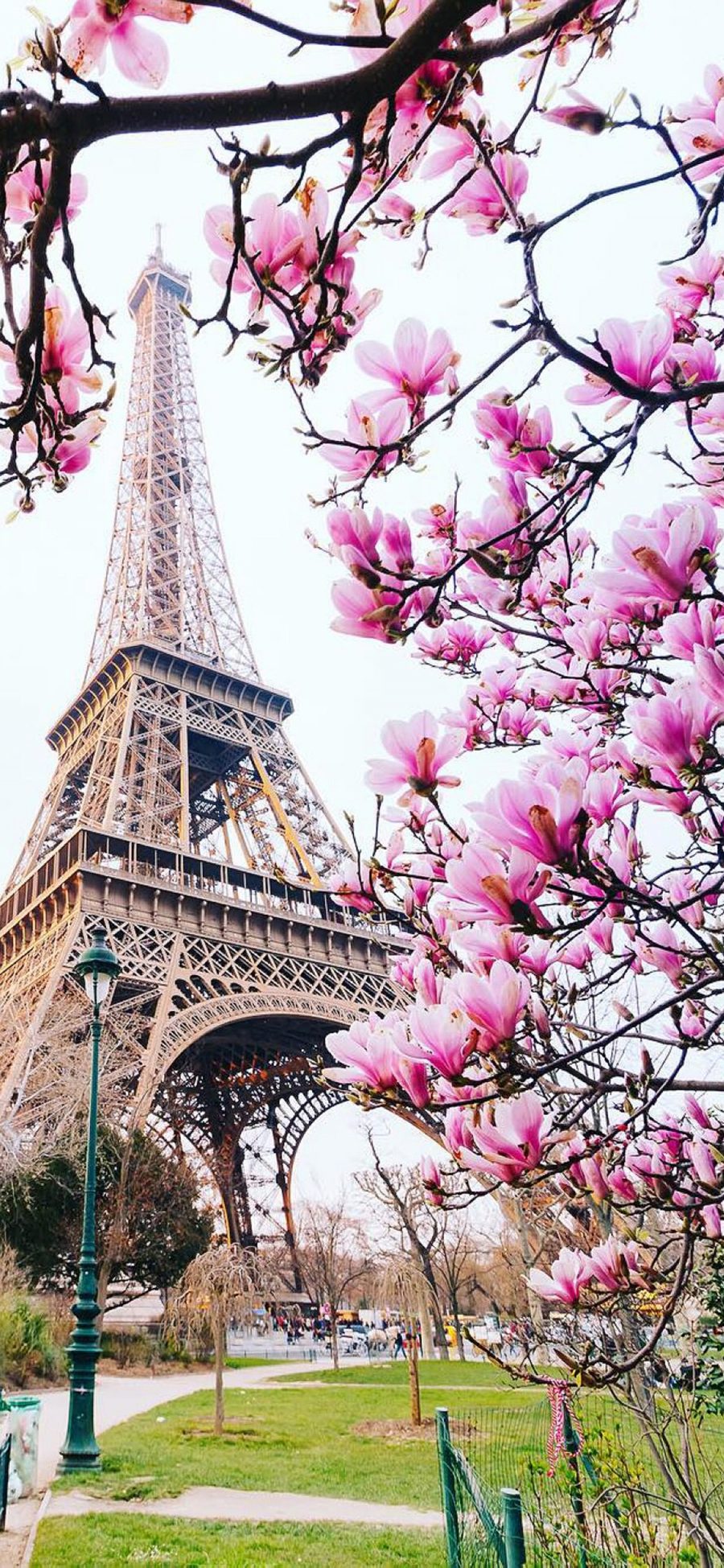 [2436×1125]鲜花 景点 埃菲尔铁塔 法国 苹果手机壁纸图片