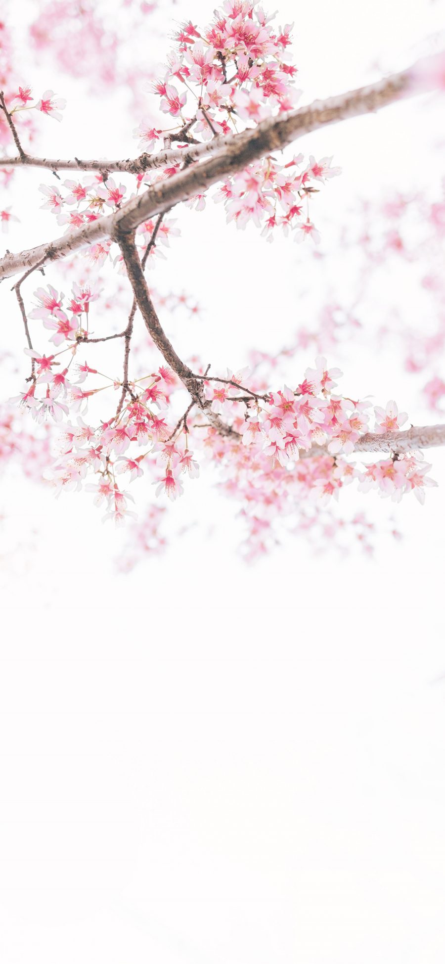 [2436×1125]鲜花 花季 盛开 花簇 粉 苹果手机壁纸图片