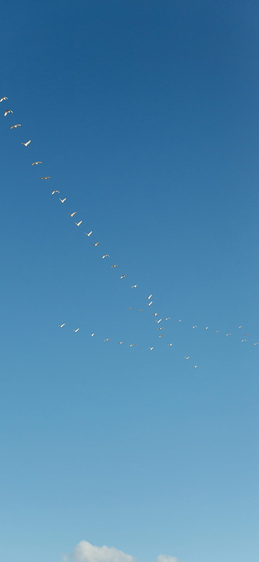 [2436×1125]鸟群 迁移 飞行 蓝天 蔚蓝 苹果手机壁纸图片
