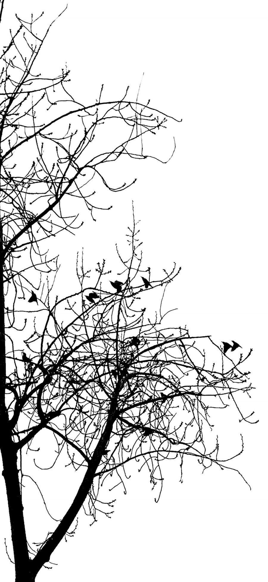 [2436×1125]黑白 枯藤老树昏鸦 简约 苹果手机壁纸图片
