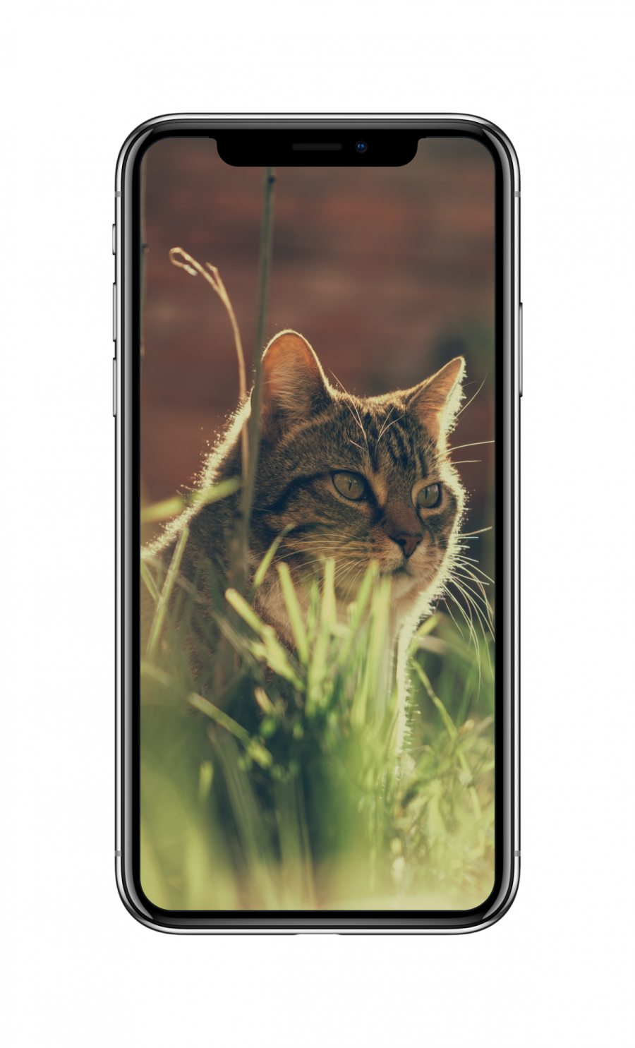 狸花猫（2960×1440）手机壁纸