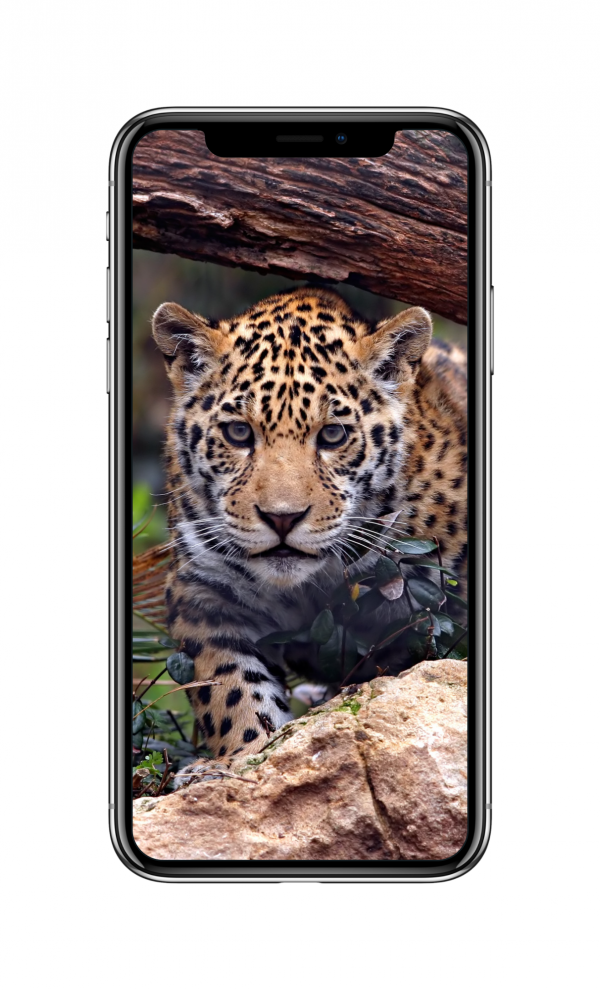 动物 老虎（2960x1440）手机壁纸