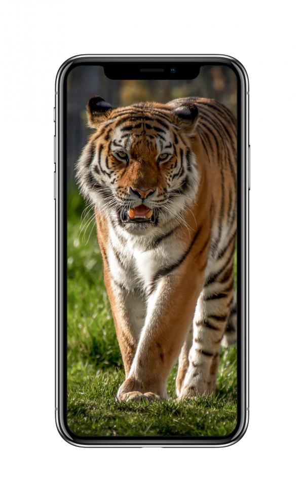 老虎（2960x1440）手机壁纸