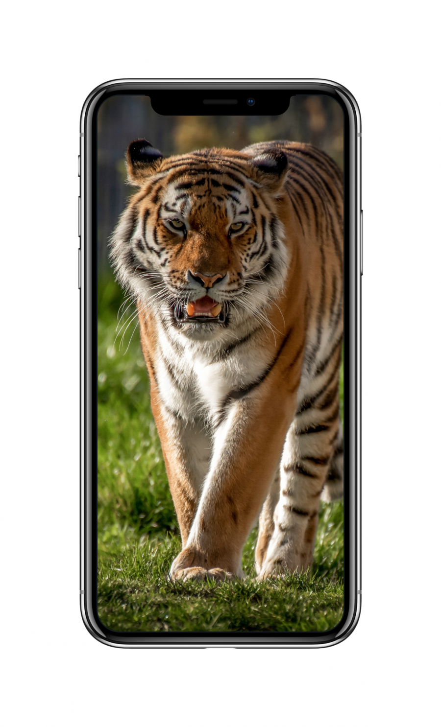 老虎（2960×1440）手机壁纸