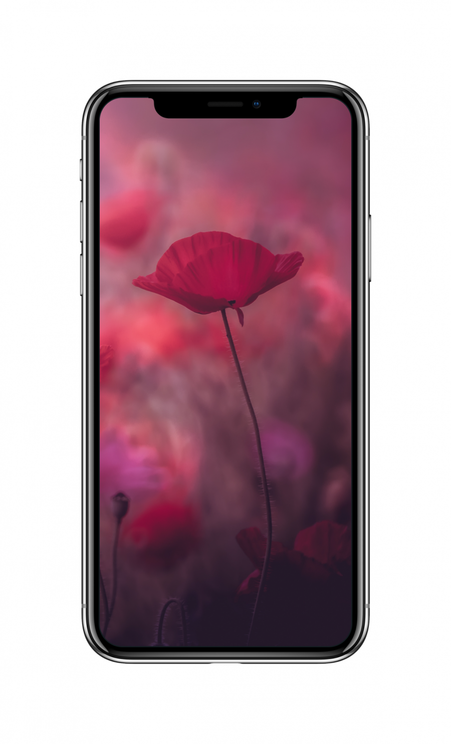 3040×1440 红色的花朵