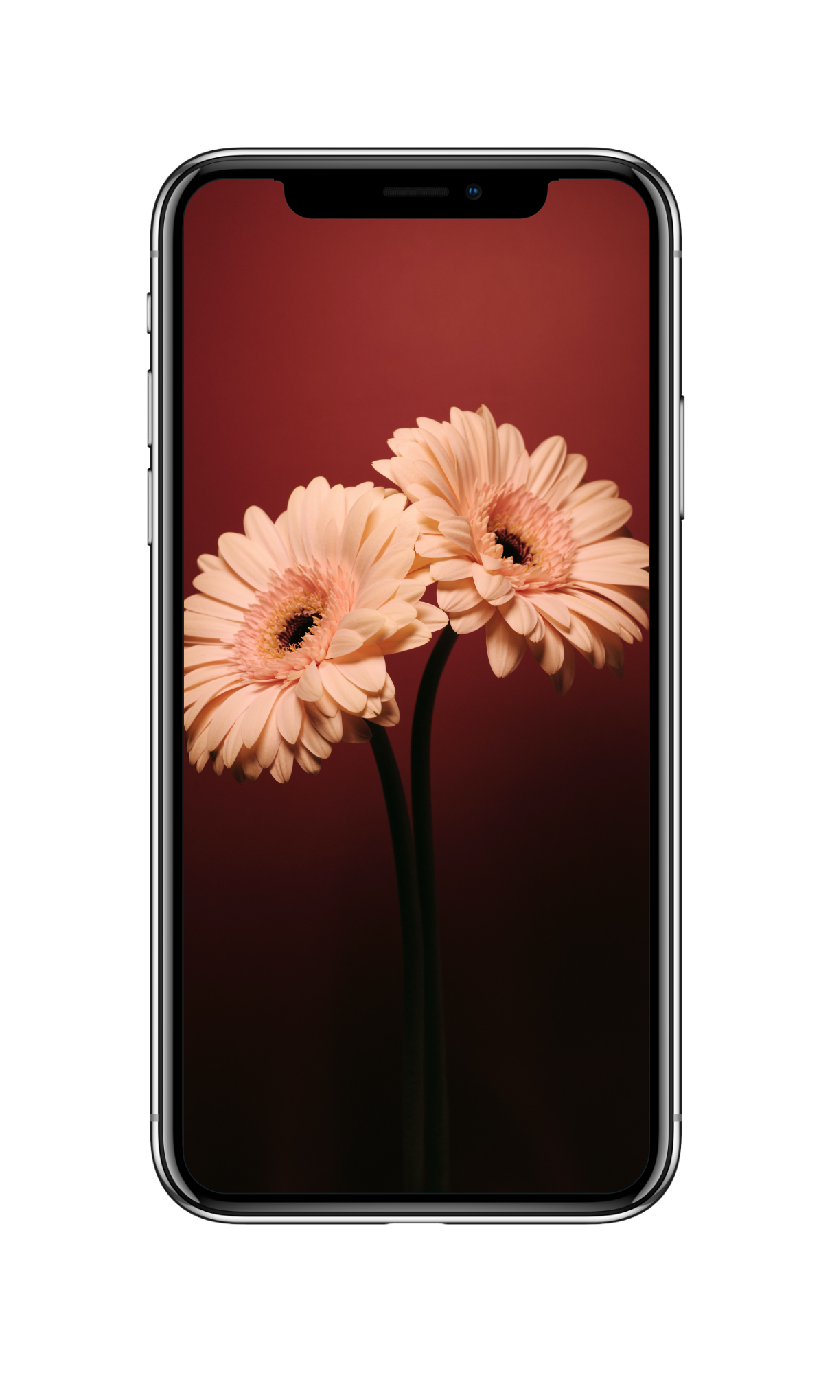 [精选4K]纯色 红色 花朵 超清手机壁纸