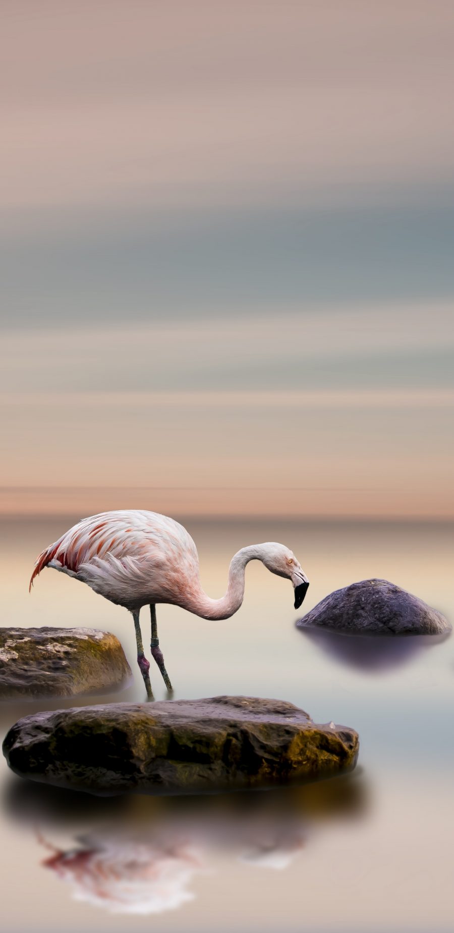 [2960×1440 2K手机壁纸]Flamingo 火烈鸟