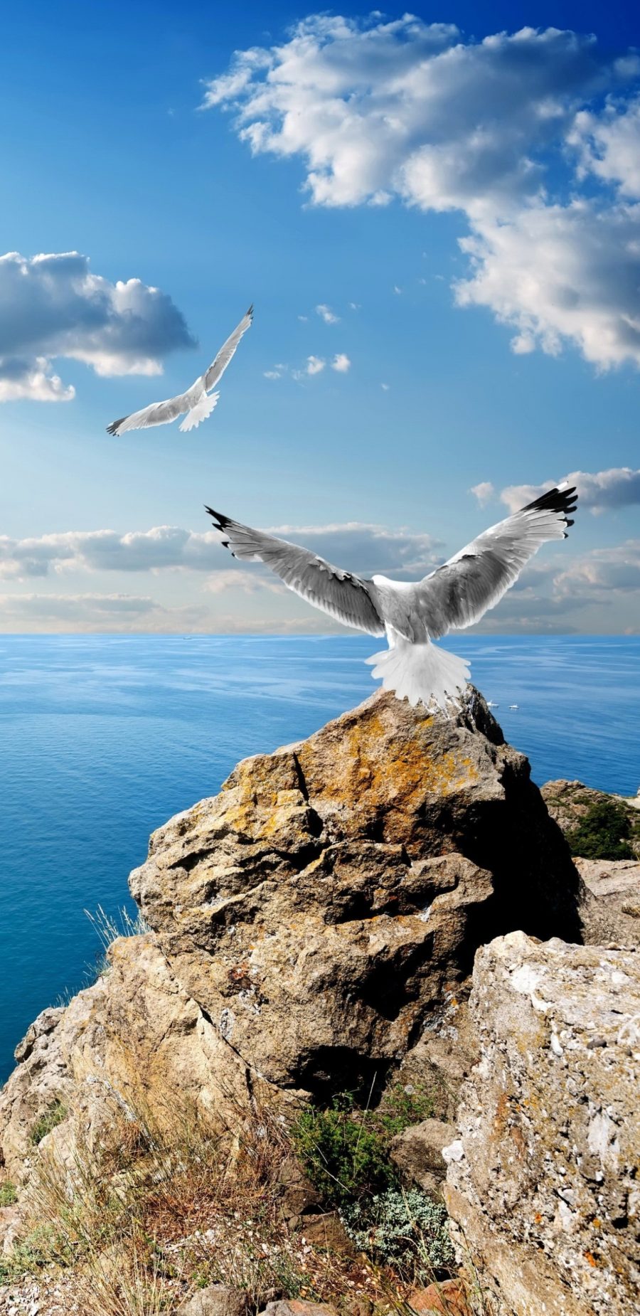 [2960×1440 2K手机壁纸]Seagull海鸥