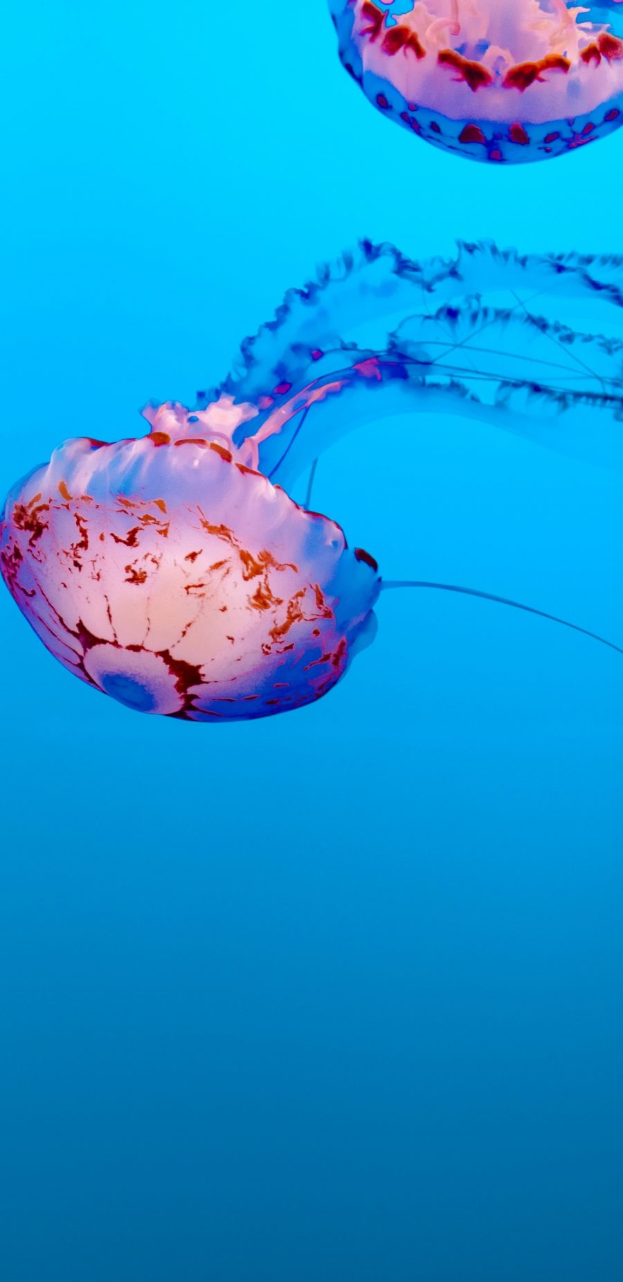 [2960×1440 2K手机壁纸]Jellyfish水母