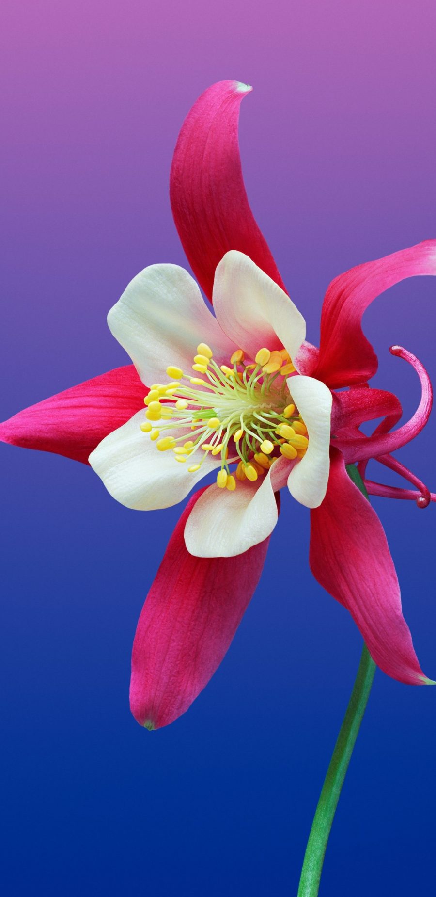 [2960×1440 2K手机壁纸]Columbine