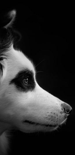 [2960x1440 2K手机壁纸]Dog狗