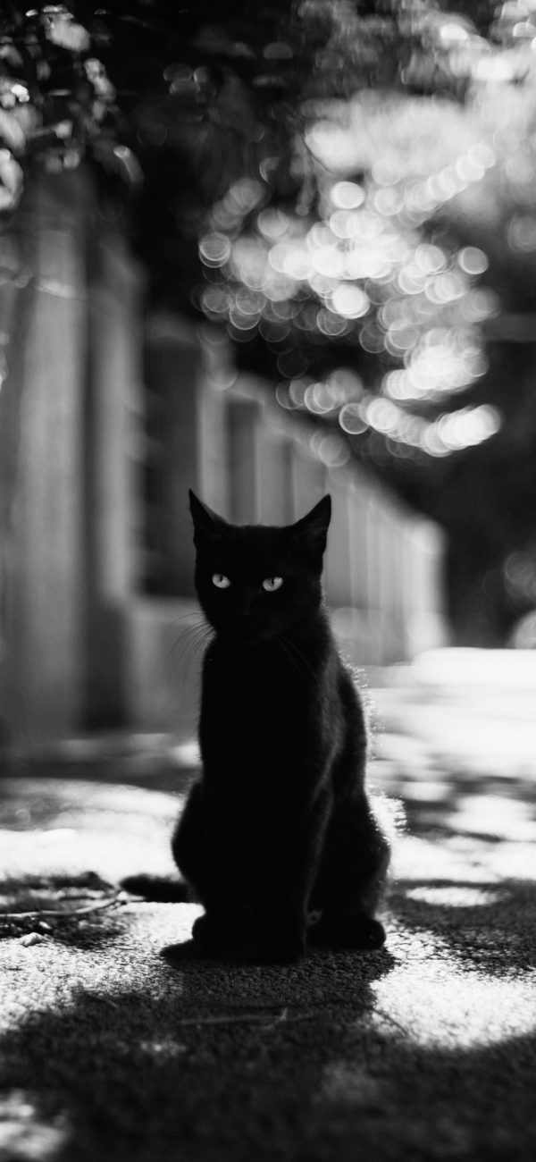 猫 动物 黑白图片(1080x2340)手机壁纸