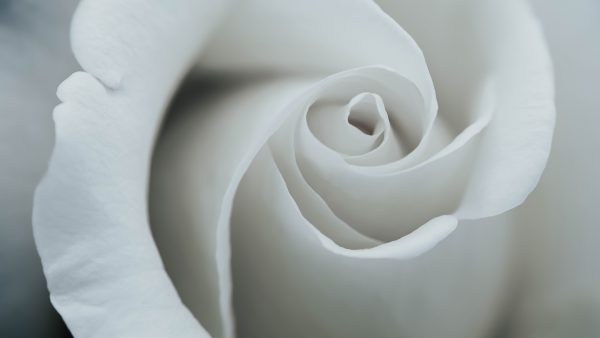 [5MB]花 白玫瑰 纯色 8K（7680x4320）电脑壁纸图片