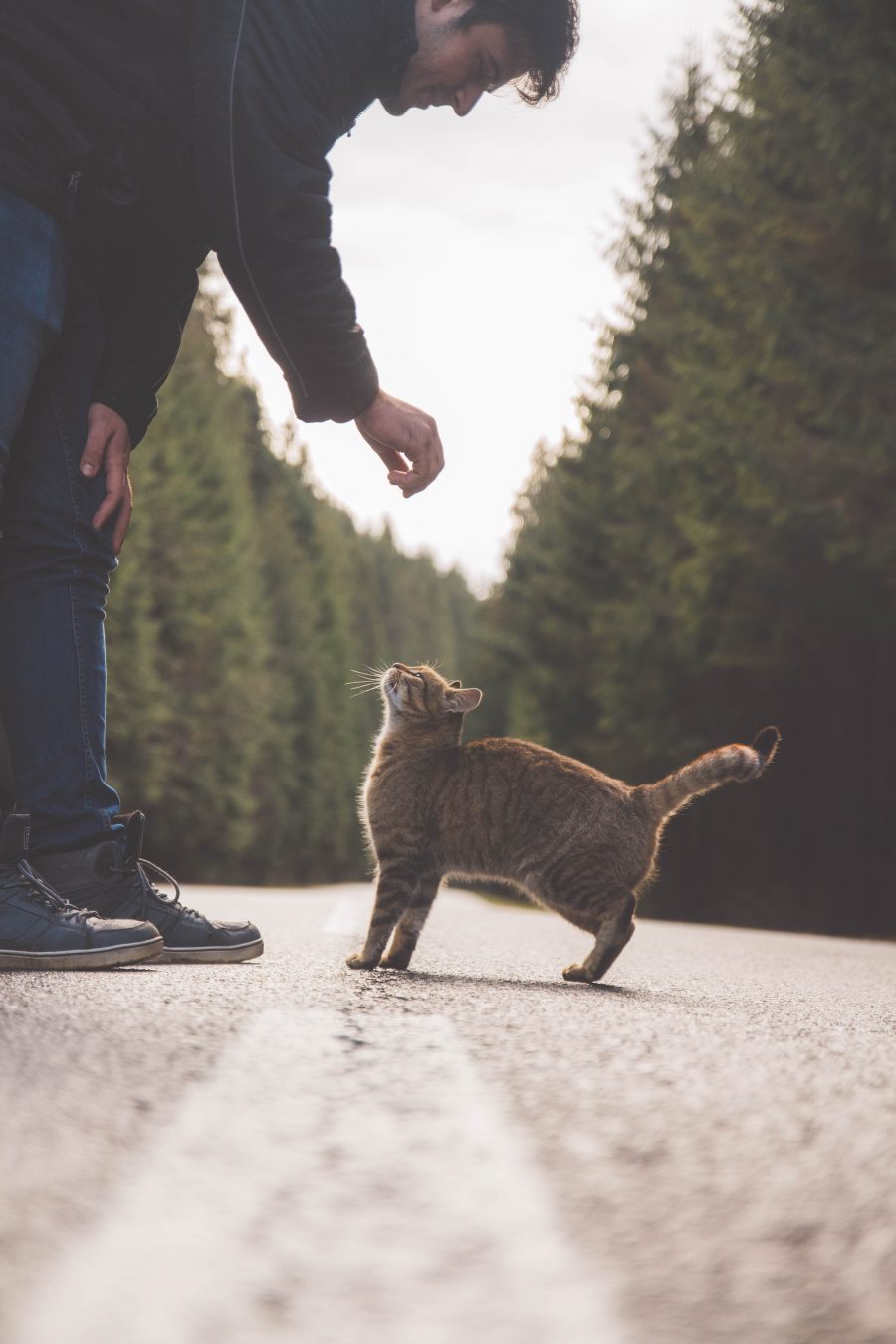 非常暖心的爱猫人士 手机壁纸