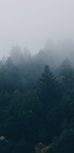 森林 白雾  风景 4K（3840x2160）电脑壁纸图片
