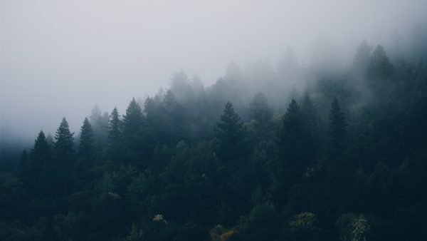 森林 白雾  风景 4K（3840x2160）电脑壁纸图片