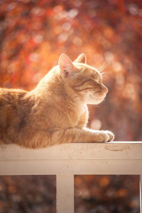 一只懒猫正在晒太阳 4K手机壁纸